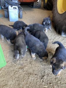 For Sale puppies