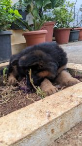 Beautiful puppies for sale