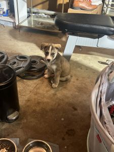 Shepsky Puppy Needs Loving Owners