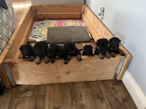 Puppies ready for forever home