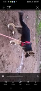 German Shepherd 10 months double coat