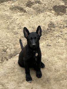 AKC Male German Shepherd