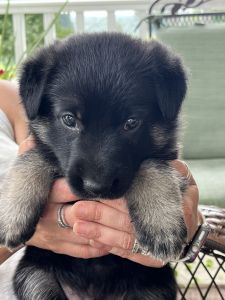 Male German Shepherd Puppy