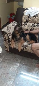 GSD for sale
