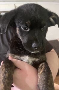 German shepherd/pitbull mix