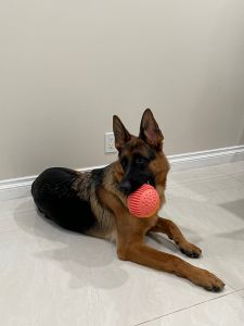 AKC German Shepherd
