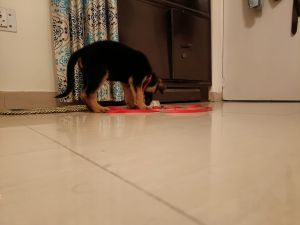 Medium coat German shepherd