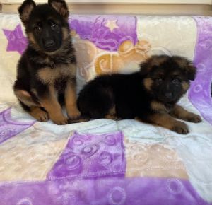 Adorable German Shepherd puppies for sale