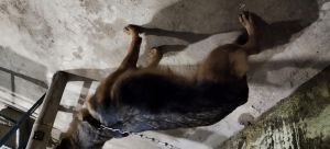 German shepherd dog 3year