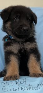 AKC GERMAN SHEPHERD PUPPIES