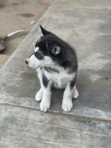 German shepherd puppy
