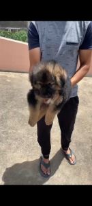 German shepherd puppy available