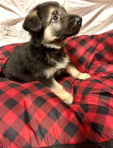 German shepherd puppy