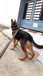 Selling german shephard