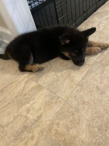 German Shepherd puppy