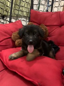Pure Breed German Shepherd (Male) Puppy 40 Days