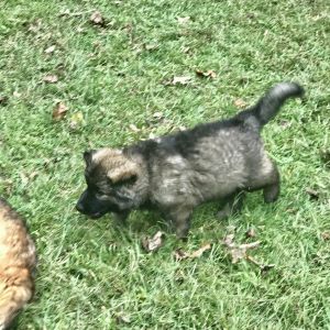 AKC German Shepherd puppies