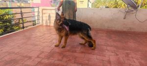 Show quality German Shepherd