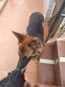 1 year old German Shepherd For Adoption