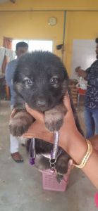 First delivery from freely grown 2 year mother