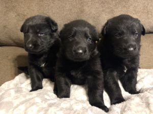 Black German Shepherd puppies