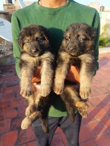 German shepherd puppies available