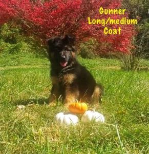 Penelope, Gunner, Spartan, and Brutus