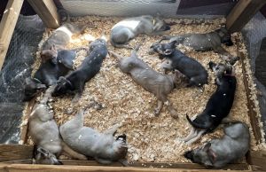 German shepherd babies