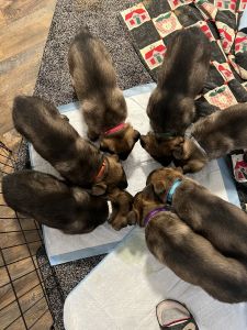 German Shepherd Working Line puppies