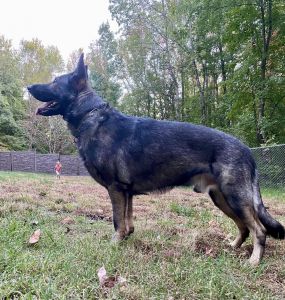 AKC Champion Bloodline Sable German Shepherd Puppies