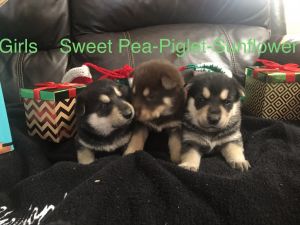 German Shepard/Siberian husky puppies