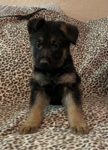 AKC German Shepherd puppies