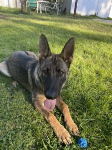 German shepherd for sale