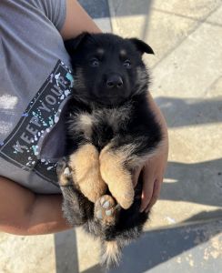 GERMAN SHEPHERD PUPS