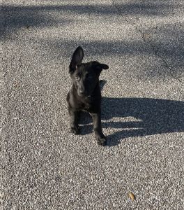 Akc Registered Black German Shepard