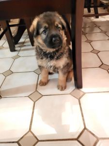 AKC pure breed German sheperds