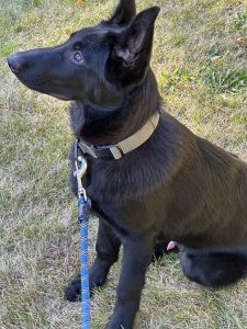 Handsome German Shepard