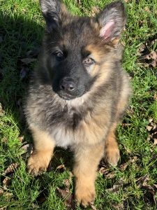 German Shepherd Puppy