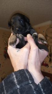 I have 8 pups 1 boy 7 girls