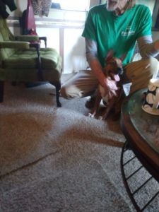 Beautiful German shepherd/boxer puppy