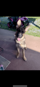 10 month old pure German Shepard