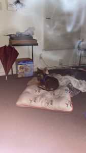 He needs a new home asap