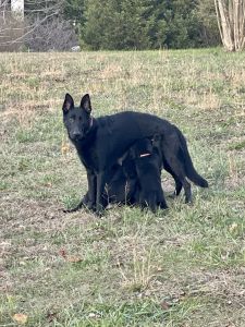 AKC GERMAN SHEPHERD PUPPIES