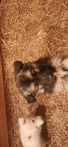 Getman Shepherd puppies