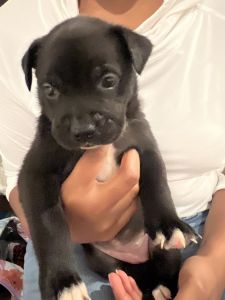 German Shepherd and pitbull mix puppies