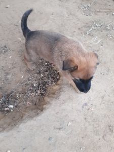German Shepherd X Belgian Malinois puppies