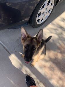 Amazing puppy unfortunately must go