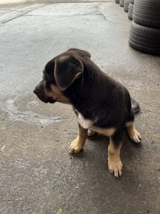 10weeks old female German Shepard