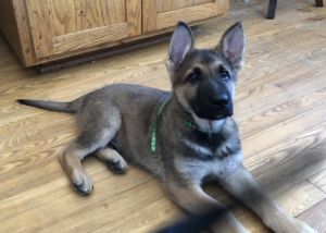 Male German Shepard