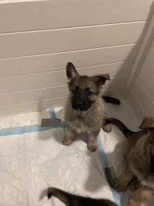 AKC German Shepherd Puppies